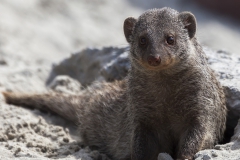 Banded Mongoose; Mungos mungo