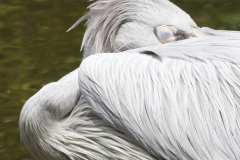 pink-backed pelican;Pelecanus rufescens;Rötelpelikan
