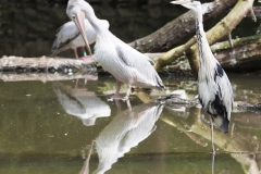 Ardea cinerea; Grey heron