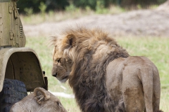 Panthera leo; lions