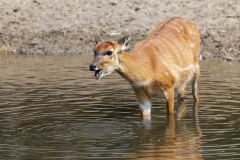 Sitatunga; marshbuck;Tragelaphus spekii;Sumpfantilope