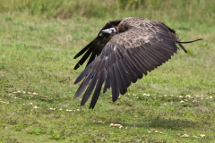 cinereous vultur; Aegypius monachus