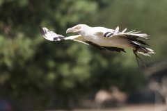 Gypohierax angolensis; palm-nut vulture