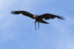 black kite; Milvus migrans migrans