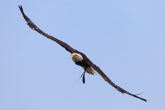 Haliaeetus leucocephalus; bald eagle;american ea