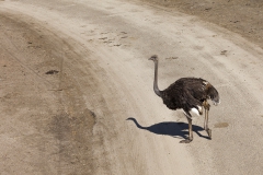 common ostrich;Struthio camelus