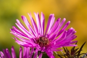 Aster