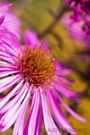 Asteraceae