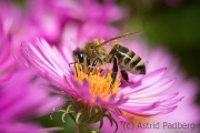 Bee on asteraceae