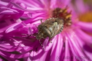 Sloe bug on asteraceae