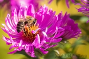 Bee on asteraceae