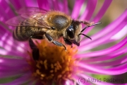 Bee on asteraceae