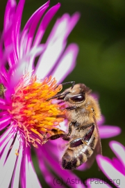 Bee on asteraceae