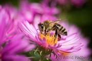 Bee on asteraceae