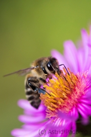 Bee on asteraceae