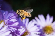 Bee on asteraceae