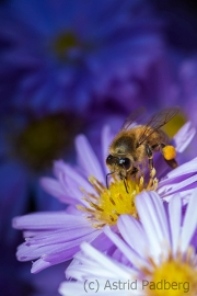 Bee on asteraceae