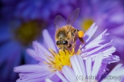 Bee on asteraceae