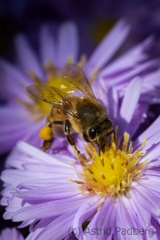 Bee on asteraceae