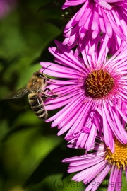 Bee on asteraceae