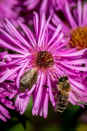Bee and sloe bug on asteraceae