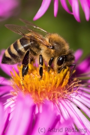 Bee on asteraceae