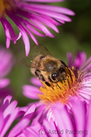 Bee on asteraceae