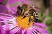 Bee on asteraceae