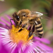 Bee on asteraceae