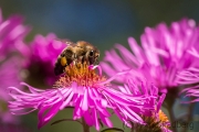 Bee on asteraceae