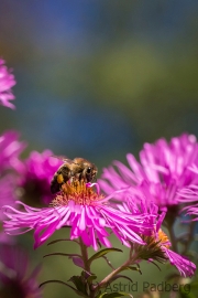 Bee on asteraceae