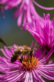 Bee on asteraceae
