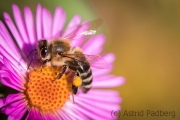 Bee on asteraceae