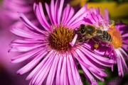 Bee on asteraceae