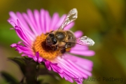 Bee on asteraceae