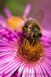 Bee on asteraceae