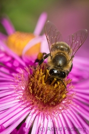 Bee on asteraceae