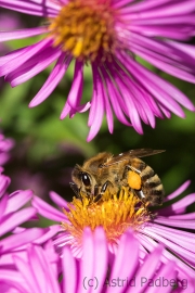 Bee on asteraceae