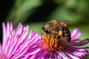 Bee on asteraceae