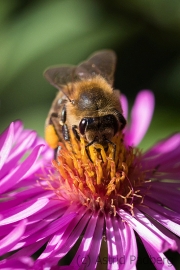 Bee on asteraceae