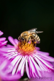 Bee on asteraceae