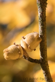 Witch-hazel