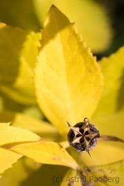 Seed