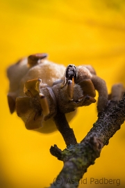 Witch-hazel
