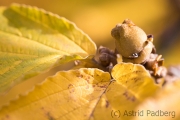 Witch-hazel