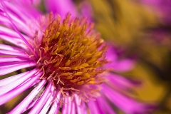 Asteraceae
