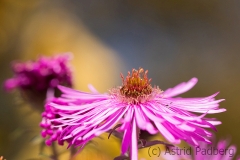 Aster