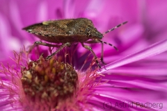 Sloe bug on asteraceae