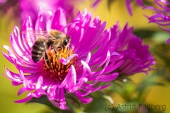 Bee on asteraceae