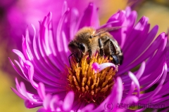 Bee on asteraceae